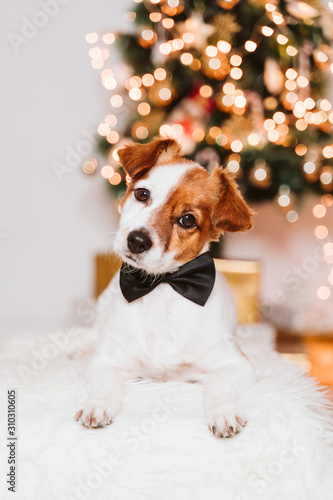 cute jack russell dog at home by the christmas tree, dog wearing a bow tie