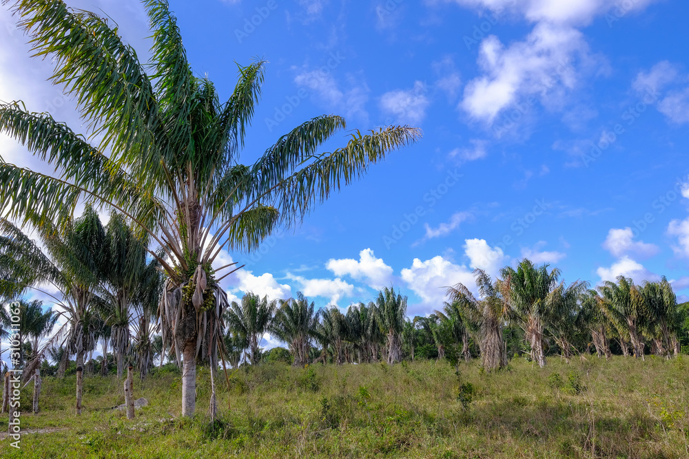 Palm tree plantation, Santa Cruz Cabralia, Bahia, Brazil