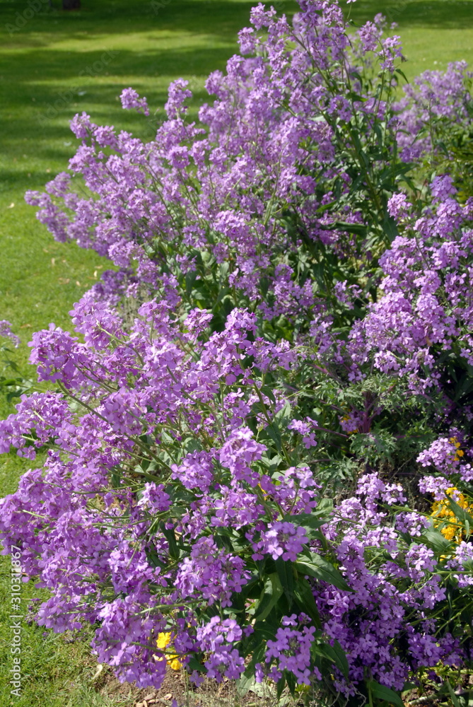 Fototapeta premium Ville d'Argentan, jardin public et fleurs mauves, département de l'Orne