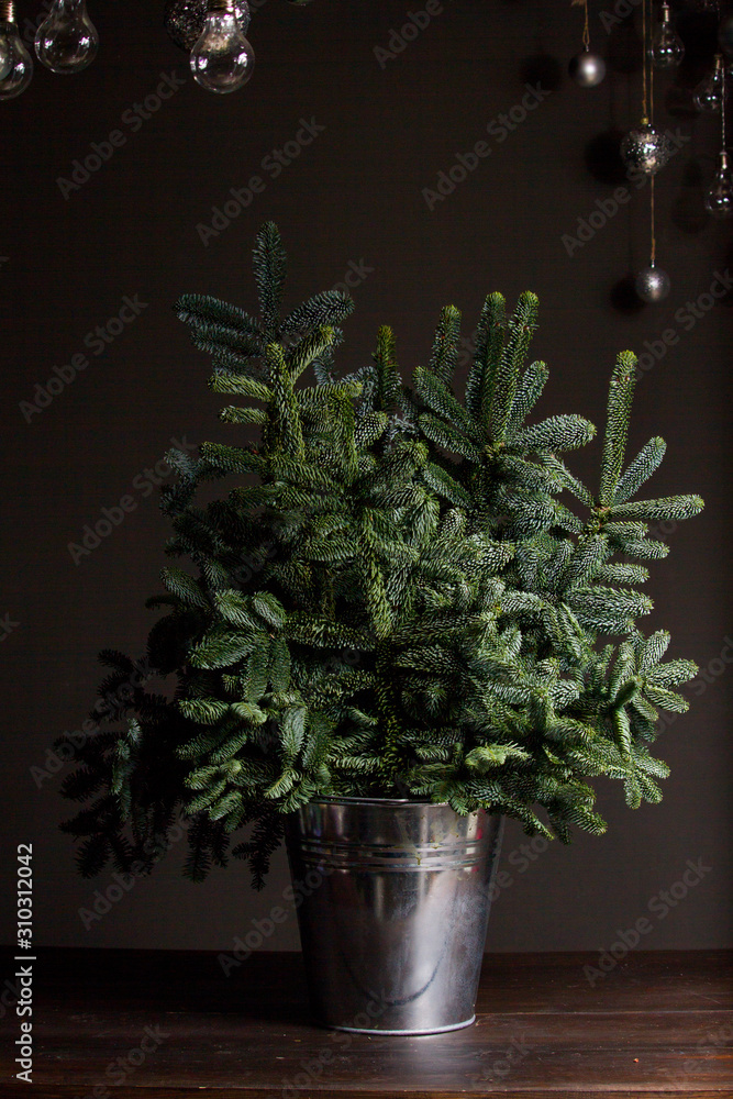 Green fresh fir or Abies Nobilis branches in an iron bucket on a dark wooden table, a decorative reed cloud hanging from above with a Christmas decor, Christmas or New Year concept Green fresh fir or Abies Nobilis branches in an iron bucket on a dark wooden table, a decorative reed cloud hanging from above with a Christmas decor, Christmas or New Year concept