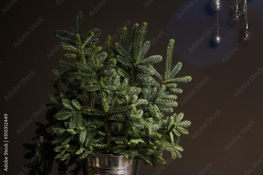 Green fresh fir or Abies Nobilis branches in an iron bucket on a dark wooden table, a decorative reed cloud hanging from above with a Christmas decor, Christmas or New Year concept Green fresh fir or Abies Nobilis branches in an iron bucket on a dark wooden table, a decorative reed cloud hanging from above with a Christmas decor, Christmas or New Year concept