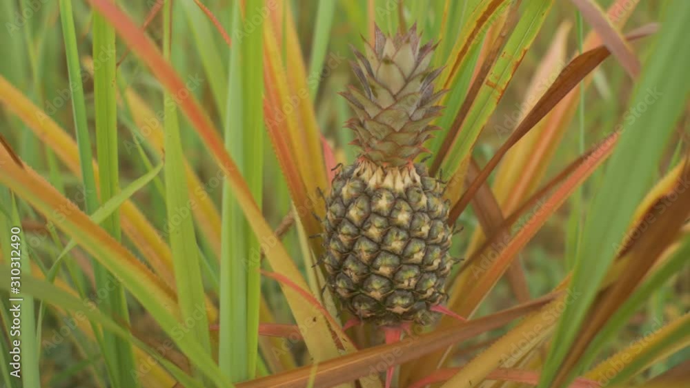 Little Pineapple Growing in the Green Garden Little Pineapple Growing in the Green Garden