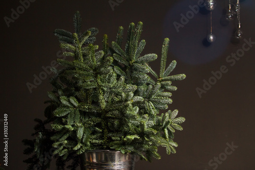 Green fresh fir or Abies Nobilis branches in an iron bucket on a dark wooden table  a decorative reed cloud hanging from above with a Christmas decor  Christmas or New Year concept