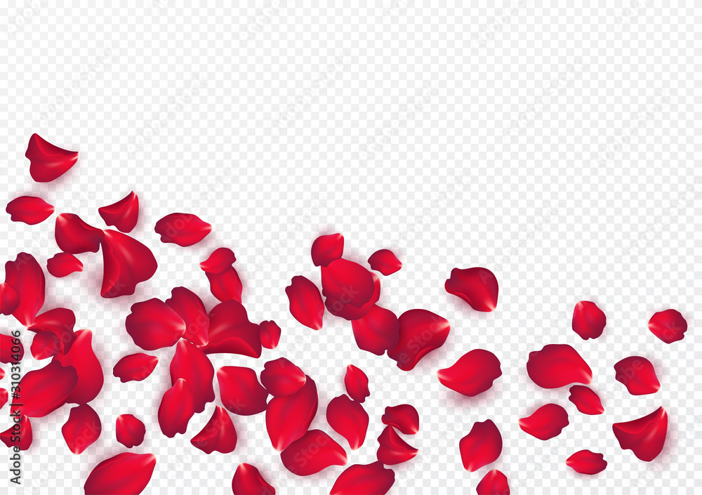 Naklejka Backdrop of rose petals isolated on a transparent white background. Valentine day background. Vector illustration