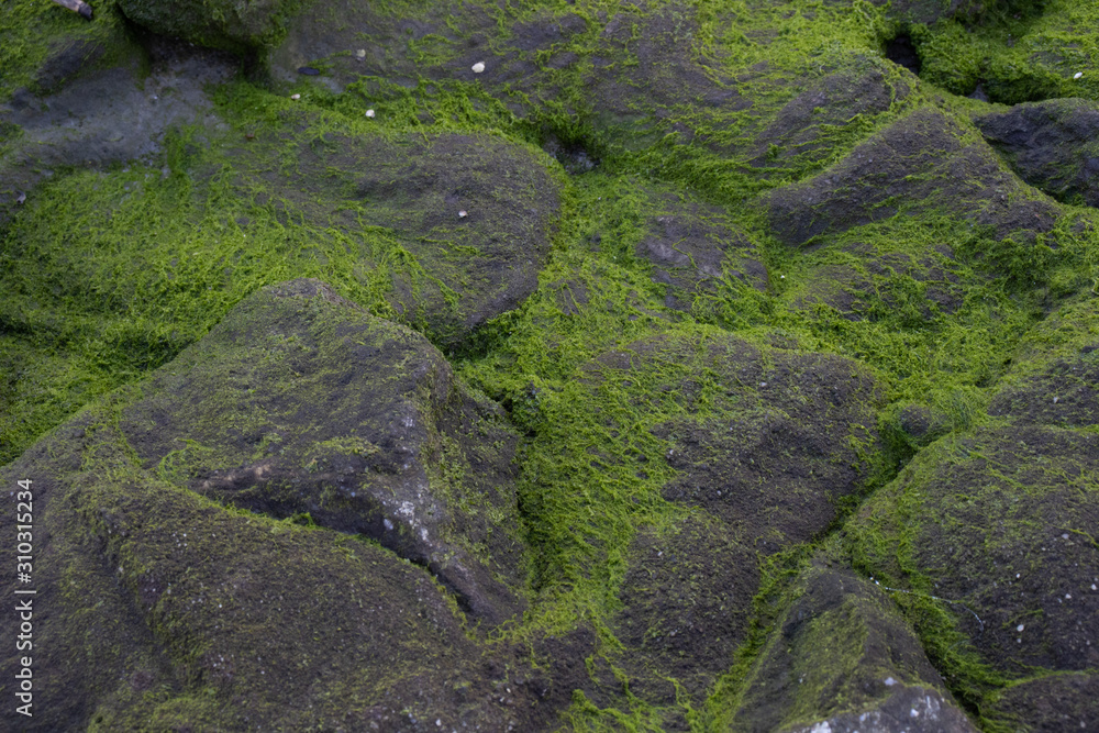 Große Steine mit grünem Moos Nahaufnahme Textur