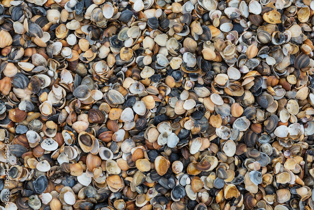 Naklejka premium Background of seashells.