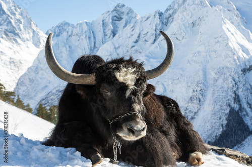 Big black Yak in the mountains.