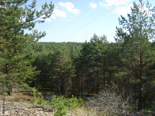 Forest (Лес)