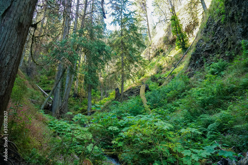 Wahkeena Falls  photo