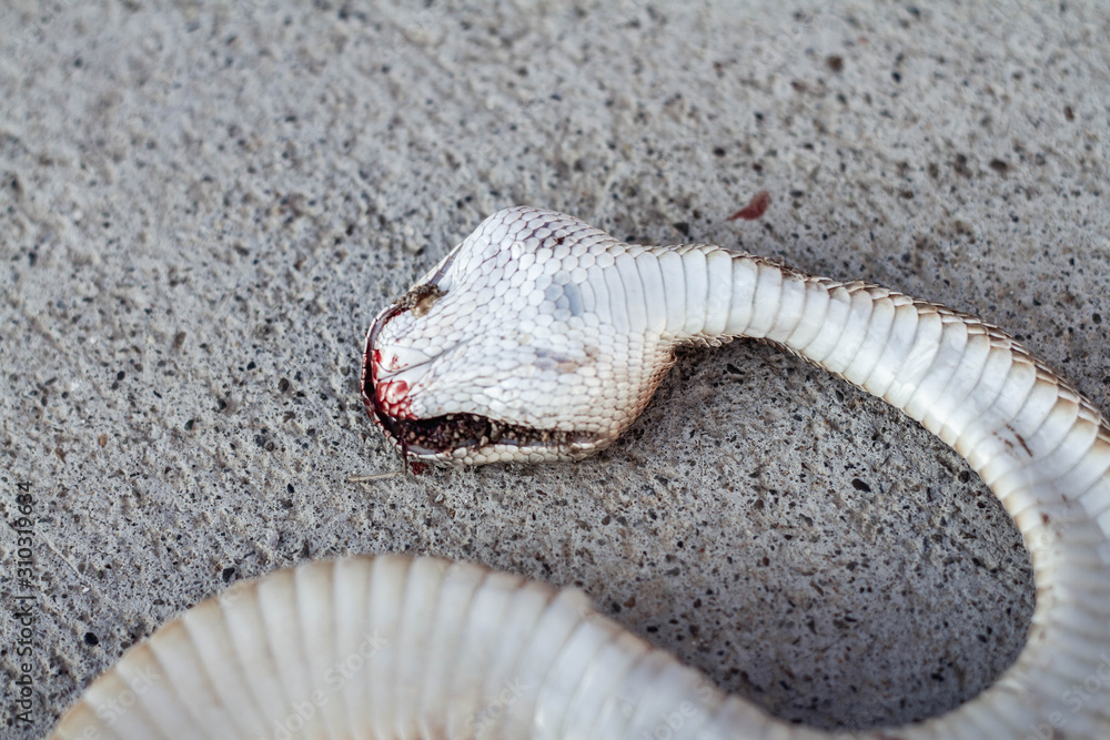 Dead rattlesnake. Snake blood. Roadkill. Ensenada. Baja California