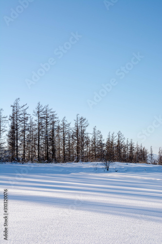 雪原のカラマツ林との影と青空