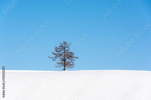 雪の丘の上のカラマツと青空