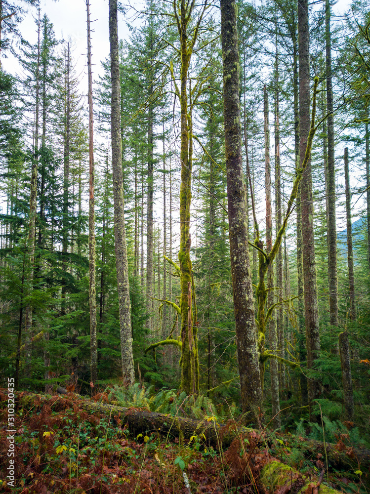 Fototapeta premium Images from the challenging Rattlesnake Ridge Trail with trees moss boulders plants logs fog trails mountains plants twigs and red leaves in washington state