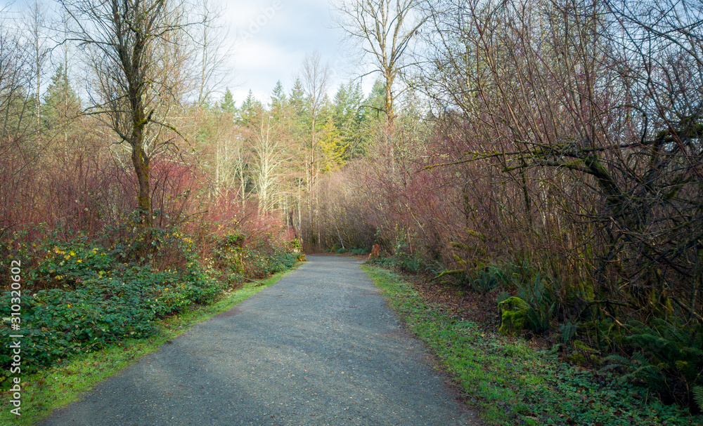 Obraz premium Images from the challenging Rattlesnake Ridge Trail with trees moss boulders plants logs fog trails mountains plants twigs and red leaves in washington state