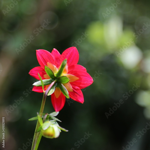 Red dahlia flower growing outside © Xiaolan