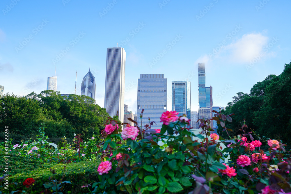 Obraz premium Pink colored roses blooming with Chicago skyline in the background