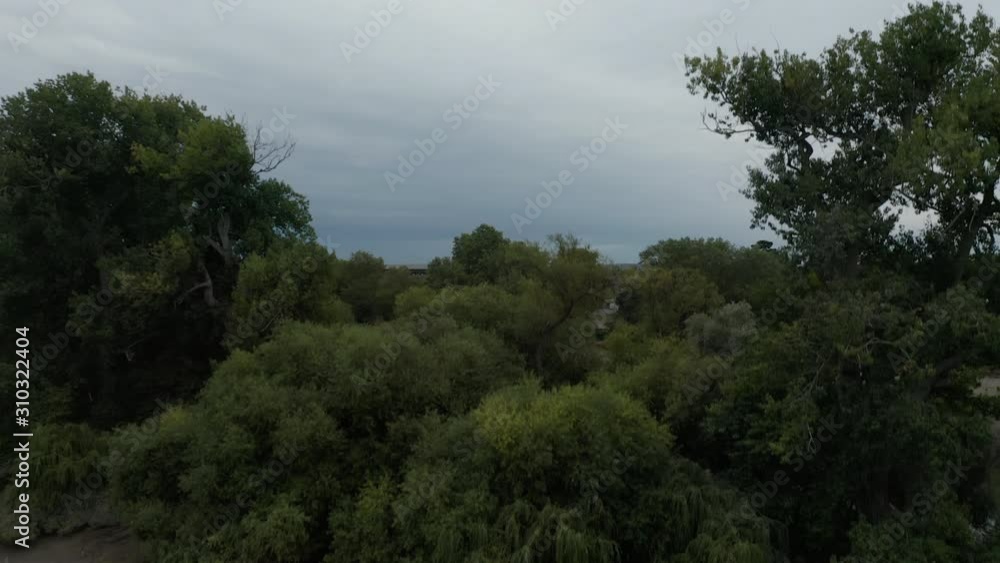 4k Aerial Shot Climbing a Bush Revealing a Group of Trees while Birds Flying By 4k Aerial Shot Climbing a Bush Revealing a Group of Trees while Birds Flying By
