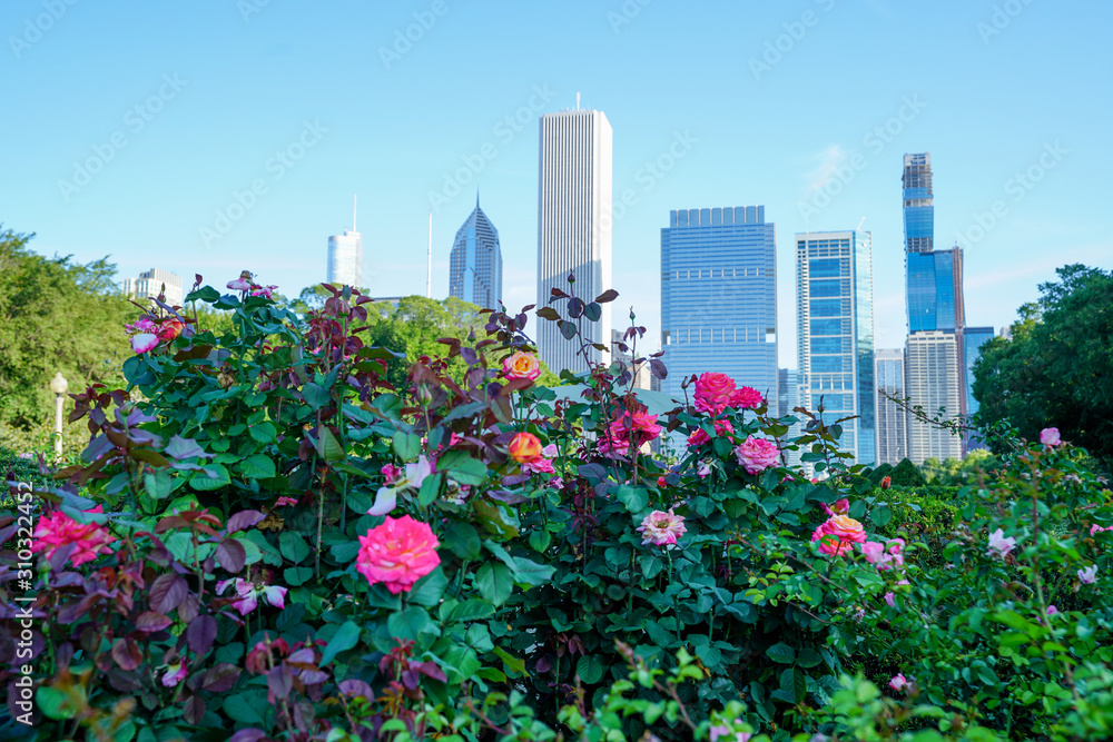 Fototapeta premium Pink colored roses blooming with Chicago skyline in the background