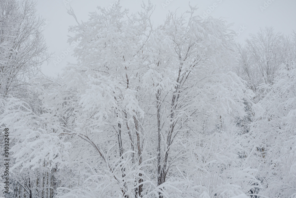 Snow fairy forest. Winter forest. Taiga snow forest.