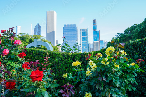 Red and yellow colored roses blooming with Chicago skyline in the background © Nicholas & Geraldine