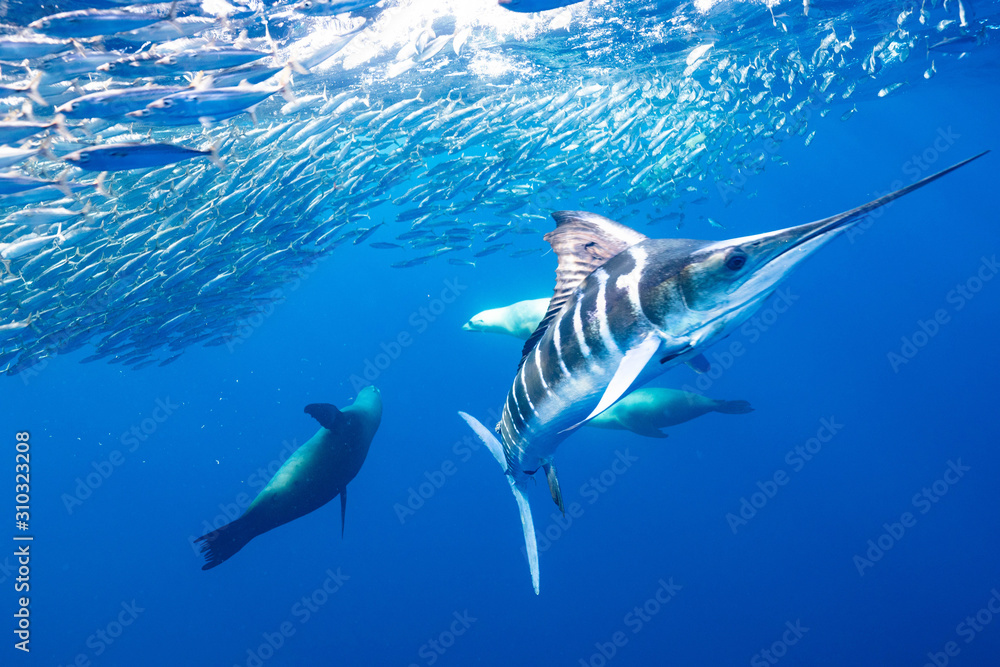 Φωτογραφία Striped Marlin Mexico Baja California マカジキ バハカリフォルニア半島