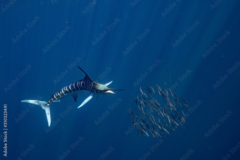 Naklejka premium Pasiasty Marlin Meksyk Baja California Makajiki Baja California Peninsula