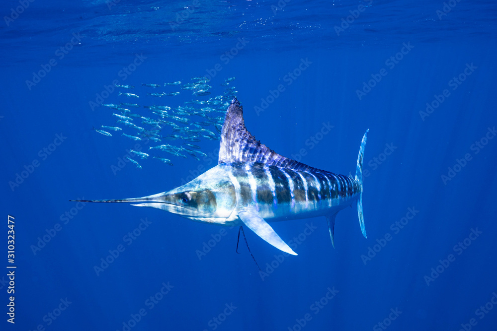 Fototapeta premium Striped Marlin Mexico Baja California マカジキ バハカリフォルニア半島