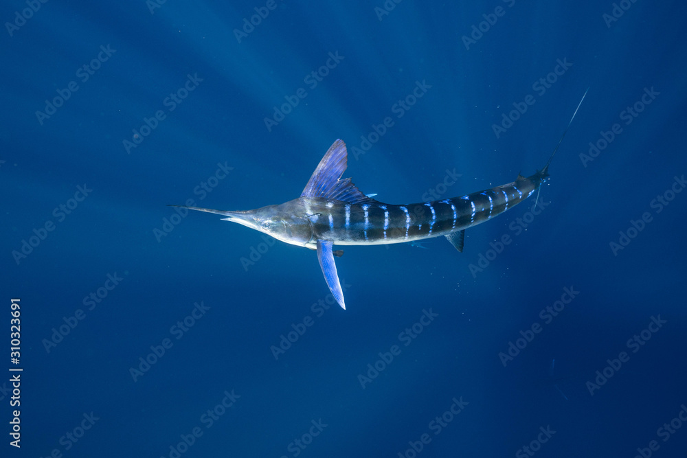 Obraz premium Striped Marlin Mexico Baja California マカジキ バハカリフォルニア半島