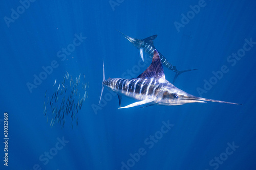 Striped Marlin Mexico Baja California マカジキ バハカリフォルニア半島