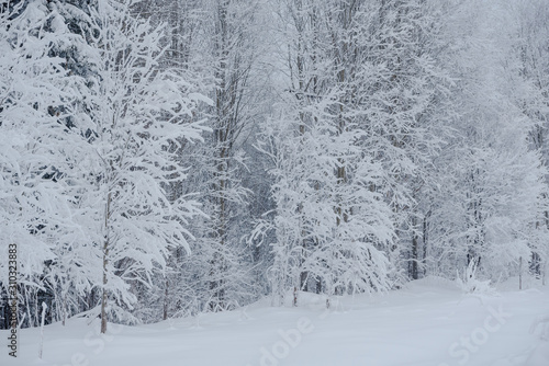 Snow fairy forest. Winter forest. Taiga snow forest.
