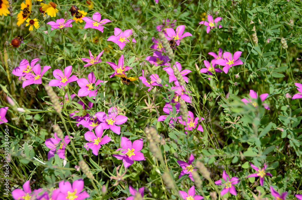 purple flowers on enchanted rock trail