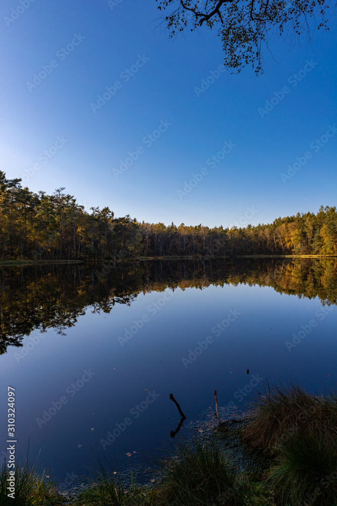 Obraz premium Golden Polish Autumn with reflection of the trees in Black Lake Niepolomice Forest Poland October 2019