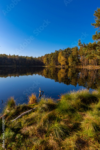Fototapeta Naklejka Na Ścianę i Meble -  Golden Polish Autumn with reflection of the trees in Black Lake Niepolomice Forest Poland October 2019