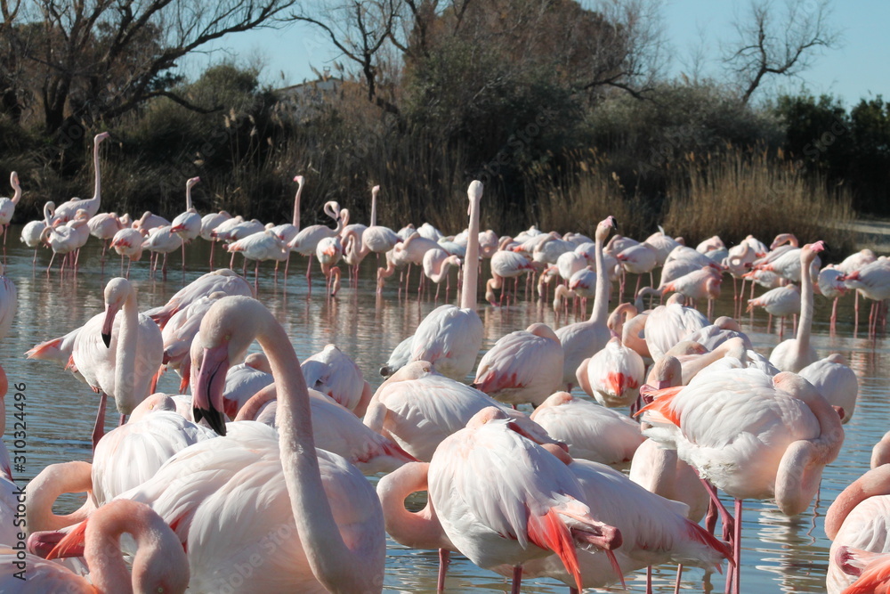 Naklejka premium Grupo de flamencos en un lago