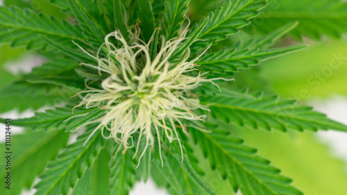Cannabis Marijuana Weed Bud Bloom In white Background Plant