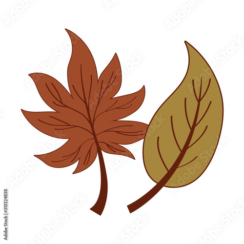 Isolated two autumn leaves vector design