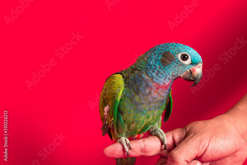 Colombian blue and green parrot on red background