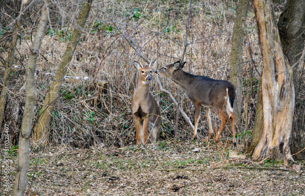 Rudolph, Baby Buck Rudolph, Baby Buck