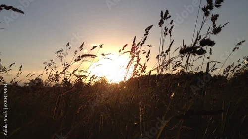 sunlight shines through the tall grass at sunset photo