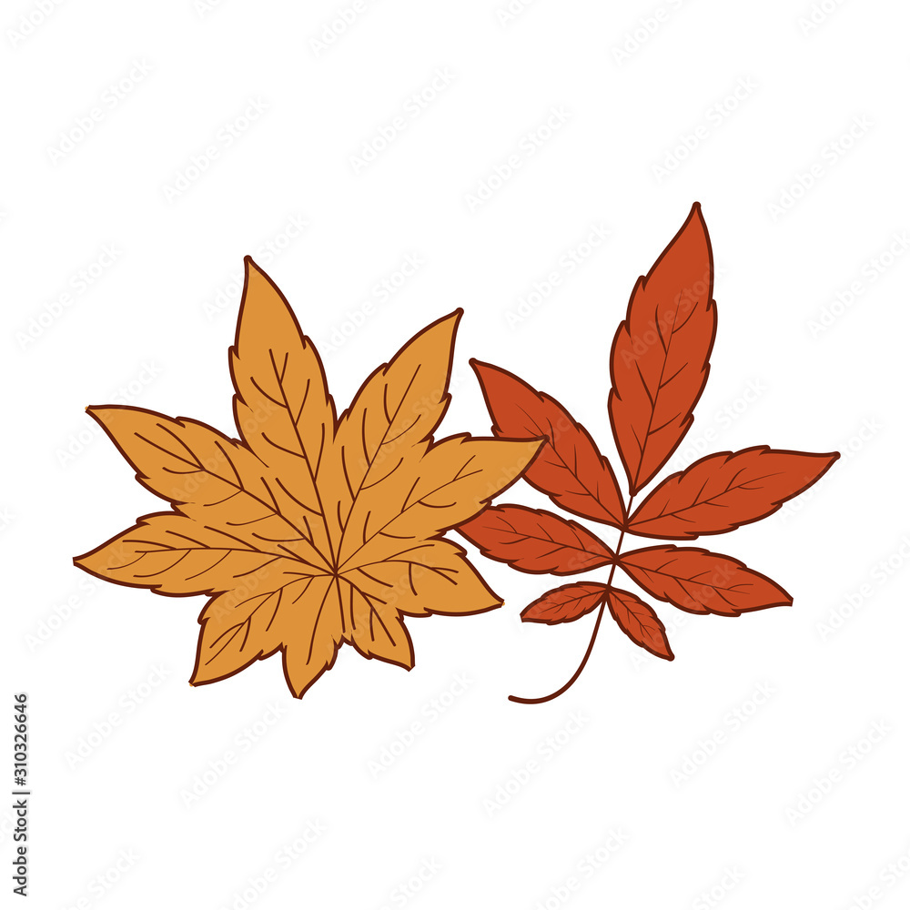 Isolated two autumn leaves vector design Isolated two autumn leaves vector design