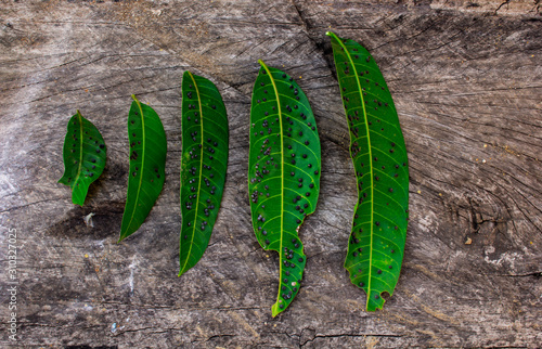 Mango leaves infected by pest,Mango leaf gall midge (Erosomyia mangiferae) photo