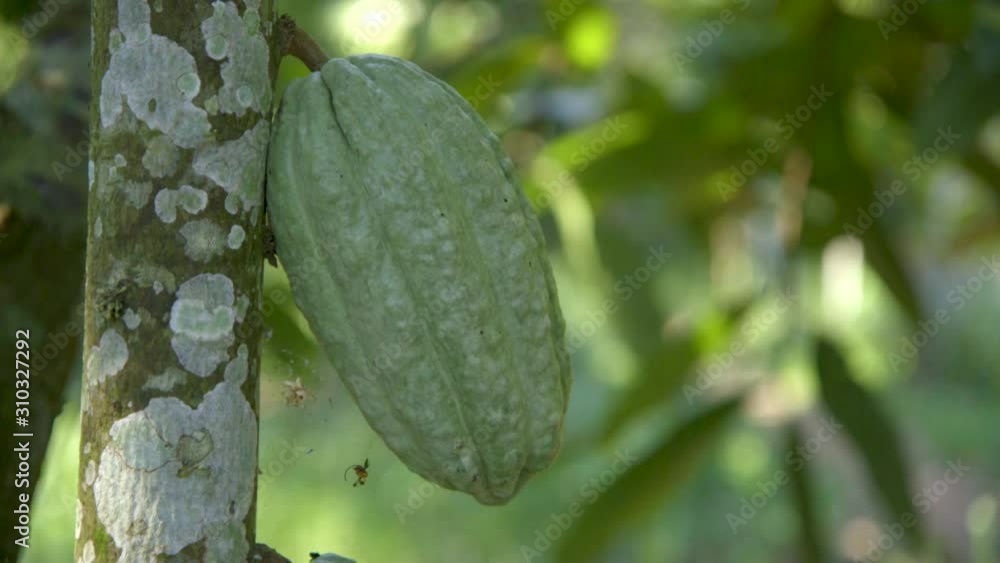 Vegetation Full of Trees with Green Cocoa Fruits