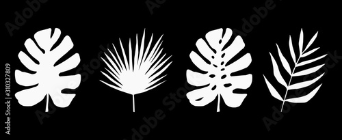 Set of black and white silhouettes of tropical leaves. Vector botanical illustrations, floral elements, monstera, palm leaves. Hand drawn plant for decoration.