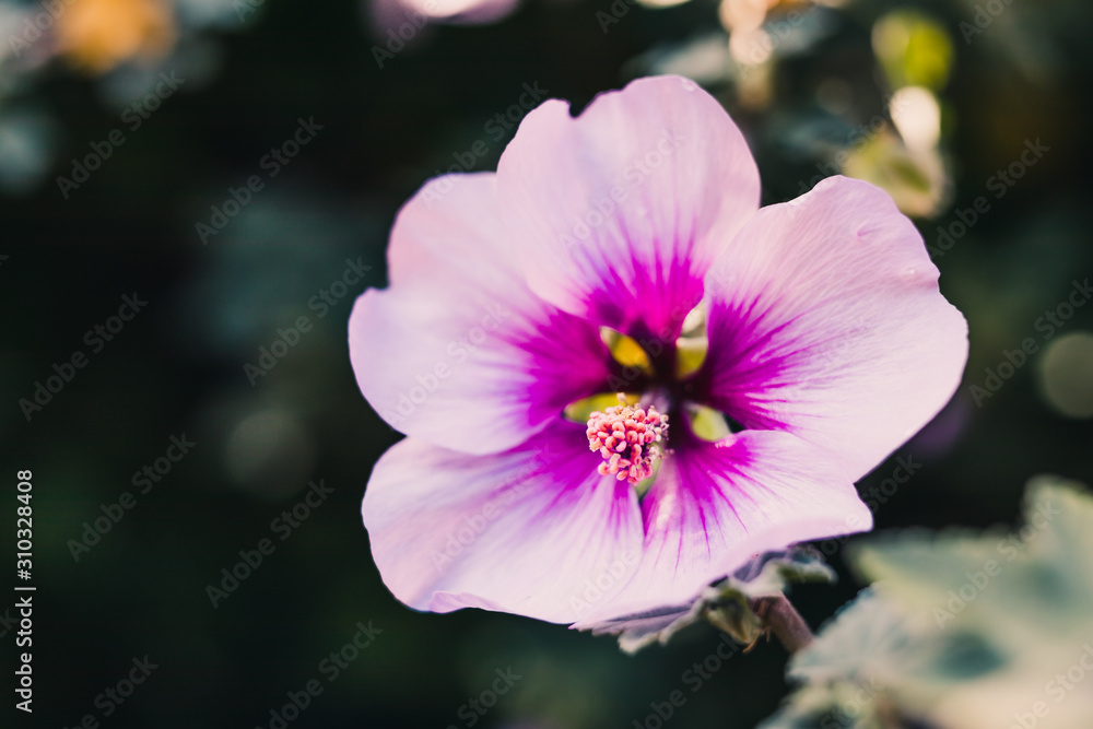 close-up of hibiscus syriacus althea rose of sharon flower (also called aphhrodite hibiscus) shot under harsh sunlight close-up of hibiscus syriacus althea rose of sharon flower (also called aphhrodite hibiscus) shot under harsh sunlight