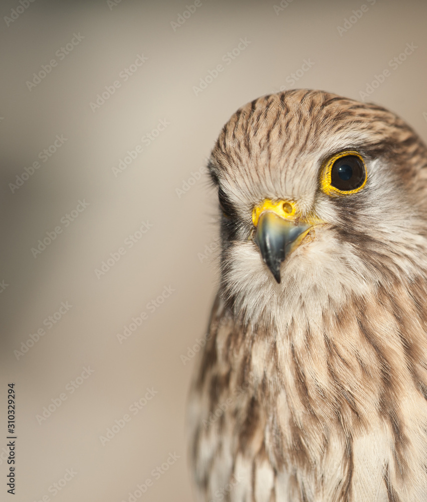 Obraz premium common kestrel with closed beak background light earth colors