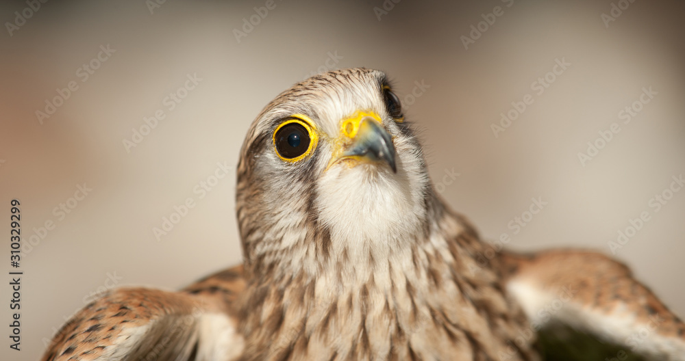 Obraz premium common kestrel flying with closed beak open wings head background light colors