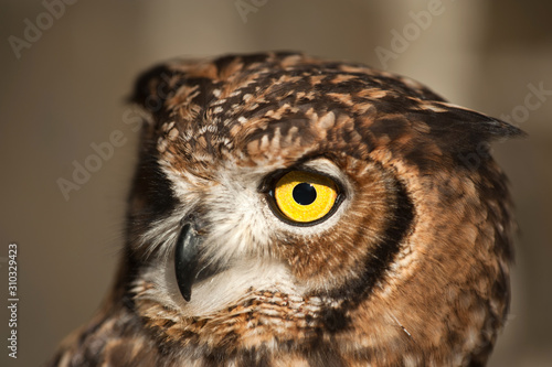 African owl with closed beak, and ears lowered and white background and morron earth