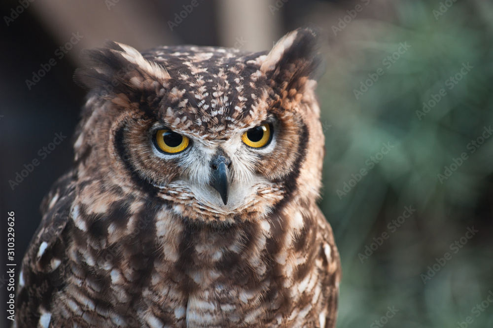 african owl raised ears eyes beak closed aggressive look light background african owl raised ears eyes beak closed aggressive look light background