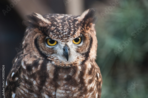 african owl raised ears eyes beak closed aggressive look light background