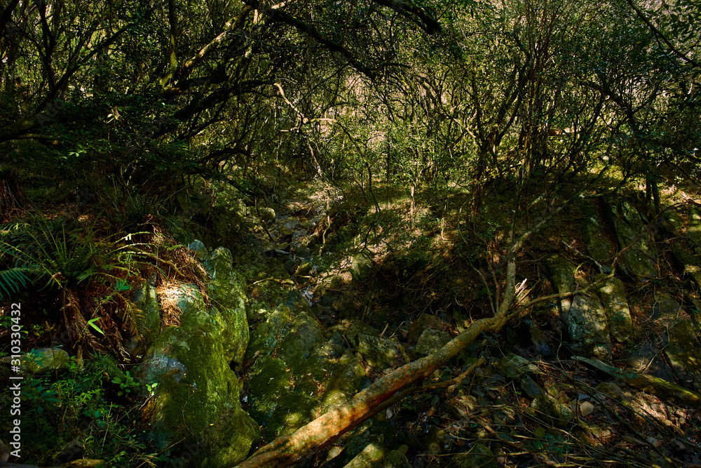 Fototapeta premium Uruguay, Ravens Canyon Forest